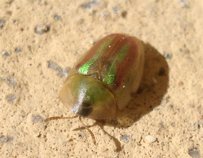 Cassida vittata